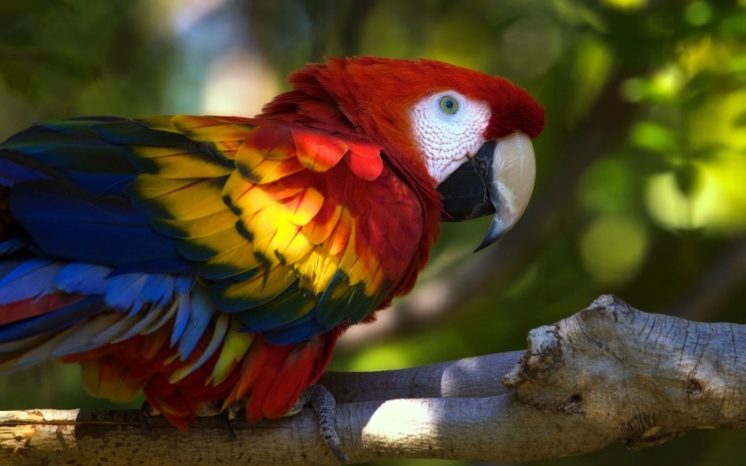parrot-macaw-bird-branch